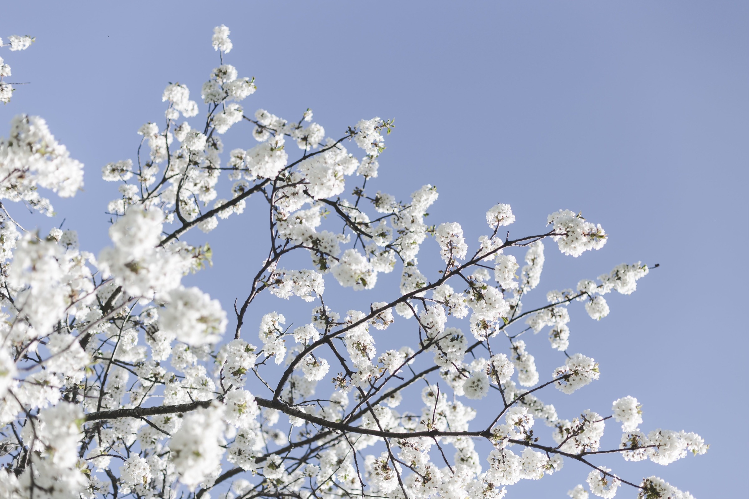 Fleurs de cerisier