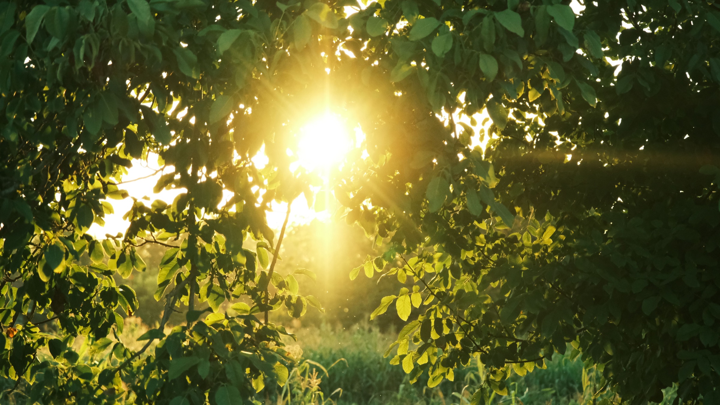 Soleil à travers le feuillage